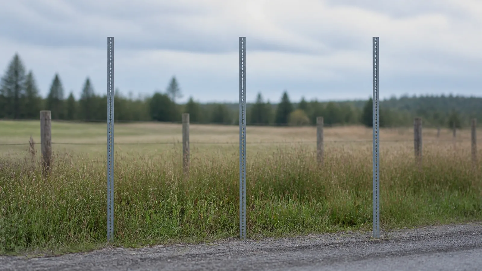 A row of three bare posts along a rural verge with no plates fitted, tall grass and a fence line behind them under soft overcast light.